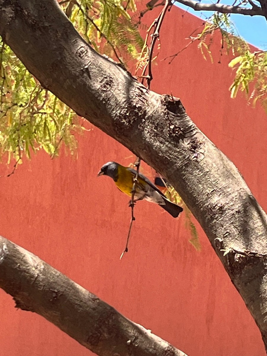 Gray-hooded Sierra Finch - ML625608253