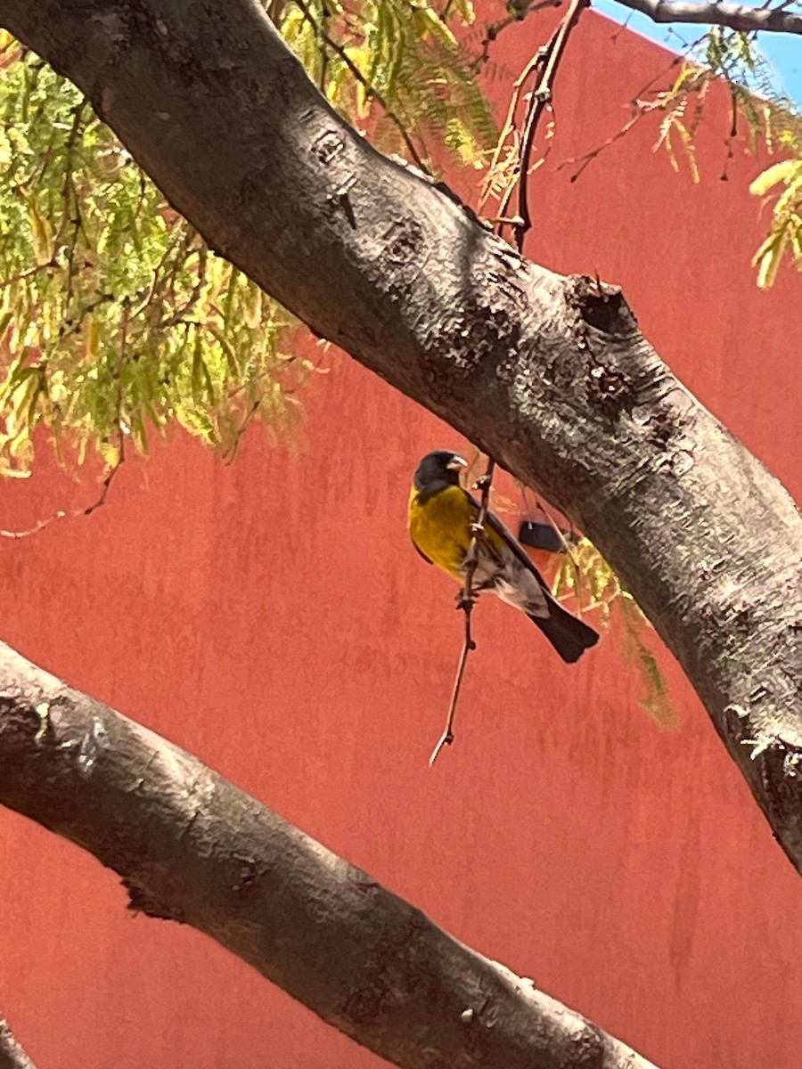 Gray-hooded Sierra Finch - ML625608254
