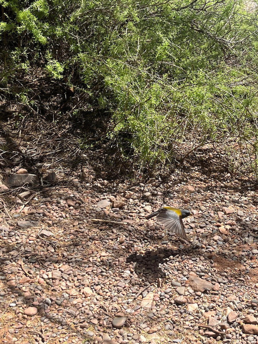 Gray-hooded Sierra Finch - ML625608255