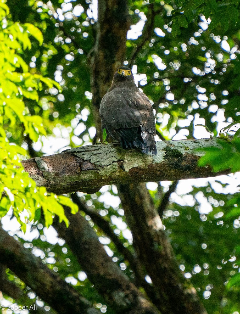 Andaman Serpent-Eagle - ML625608325