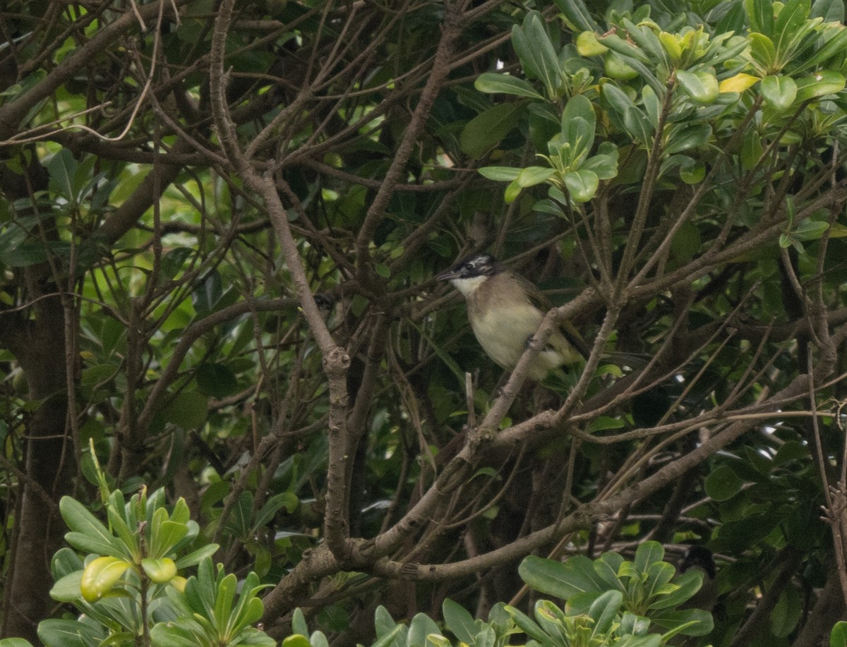 Light-vented Bulbul - ML625608335