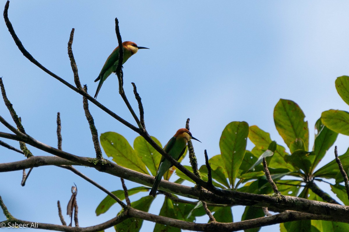 Chestnut-headed Bee-eater - ML625608338