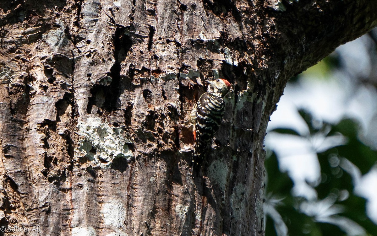 Freckle-breasted Woodpecker - ML625608342