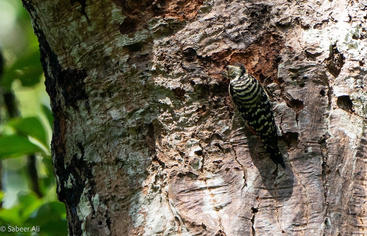 Freckle-breasted Woodpecker - ML625608343