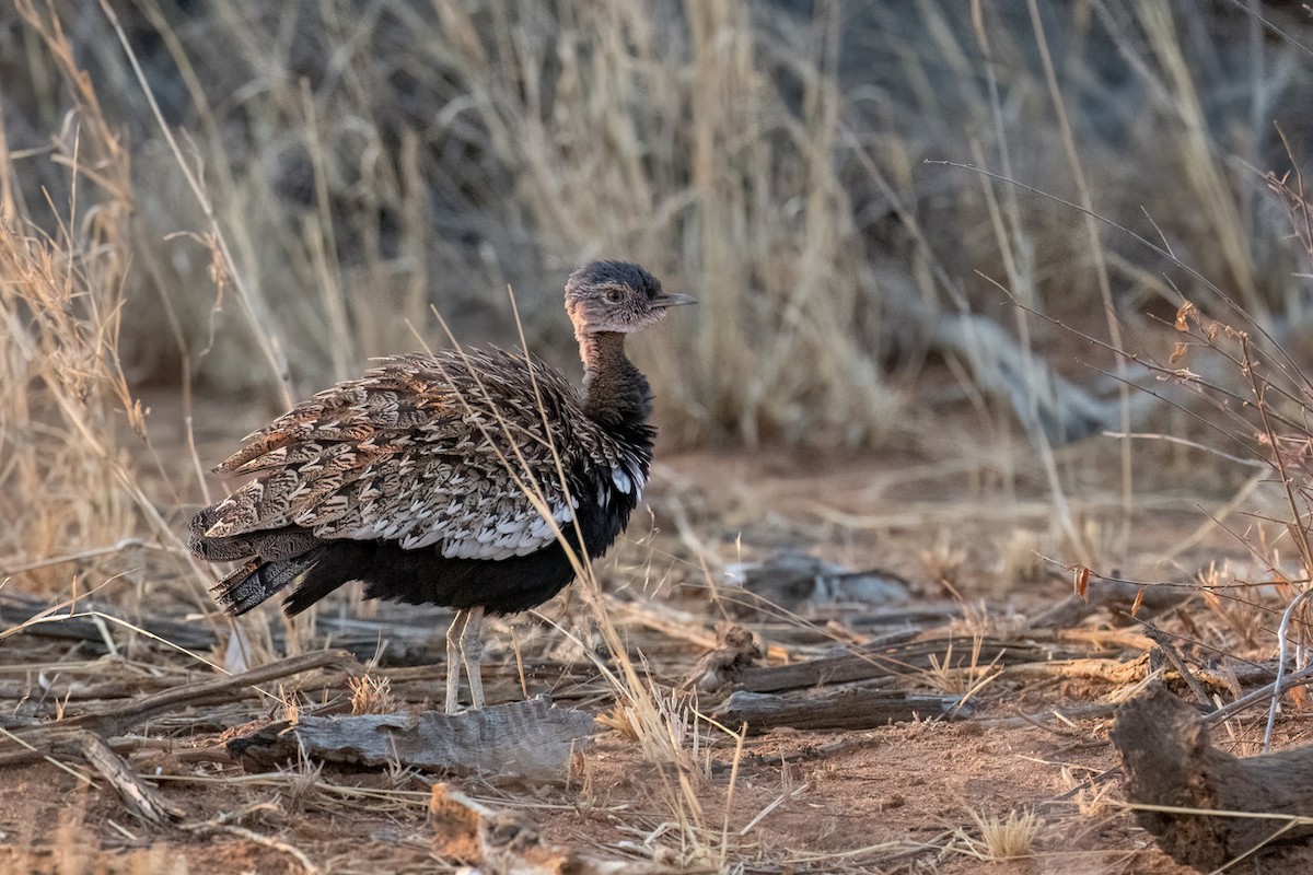 Red-crested Bustard - ML625608399