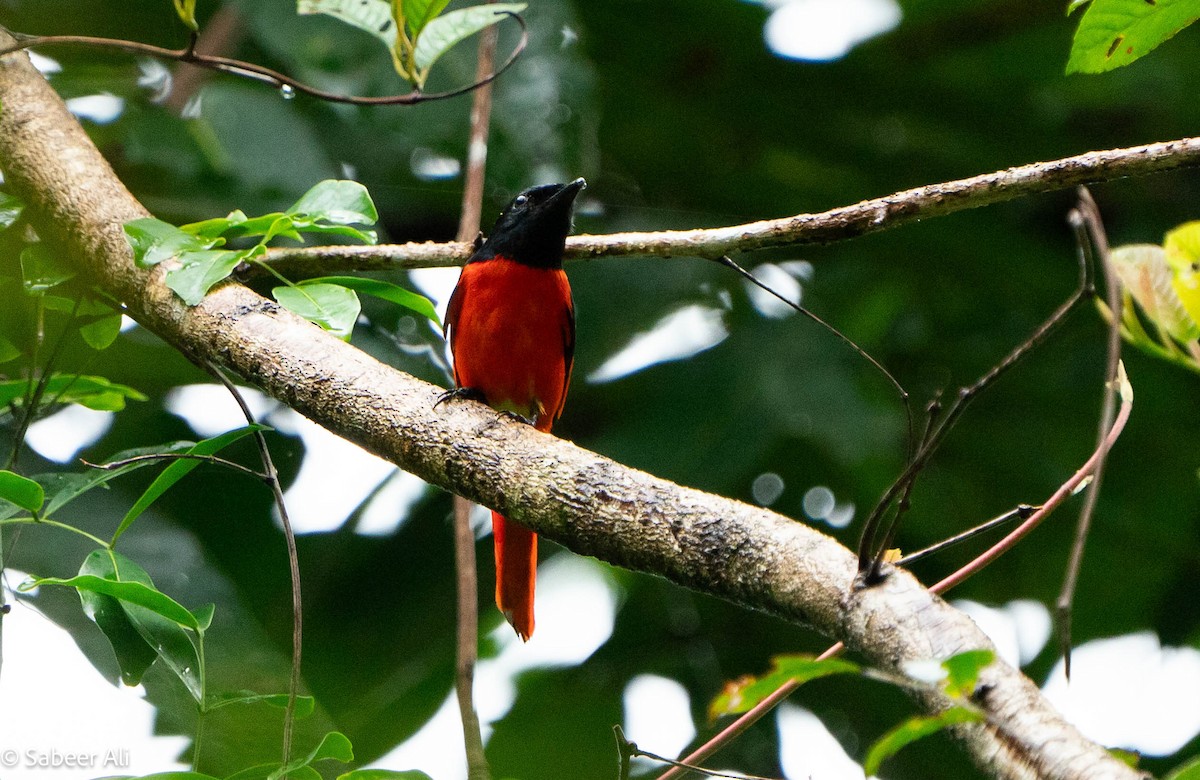 Scarlet Minivet - ML625608409