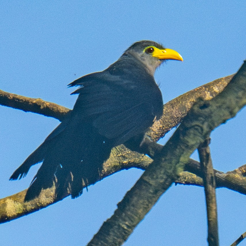 Blue Malkoha - ML625608434