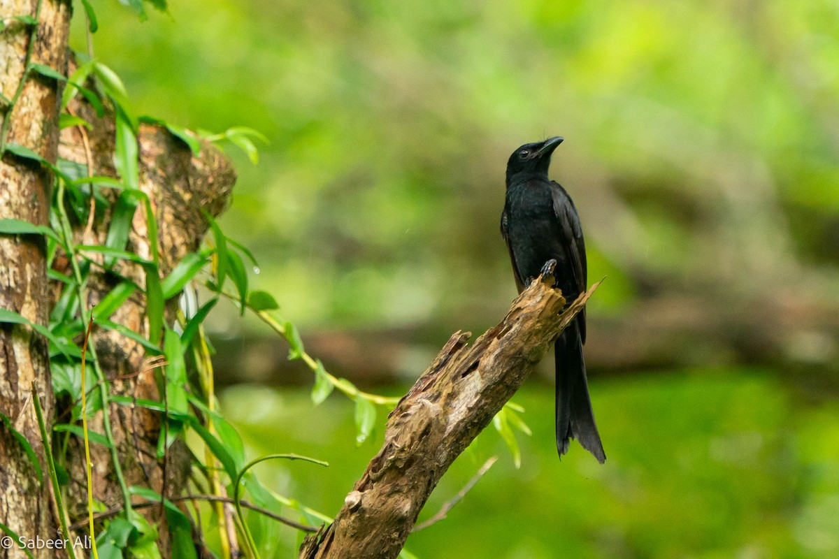 Andaman Drongo - ML625608445