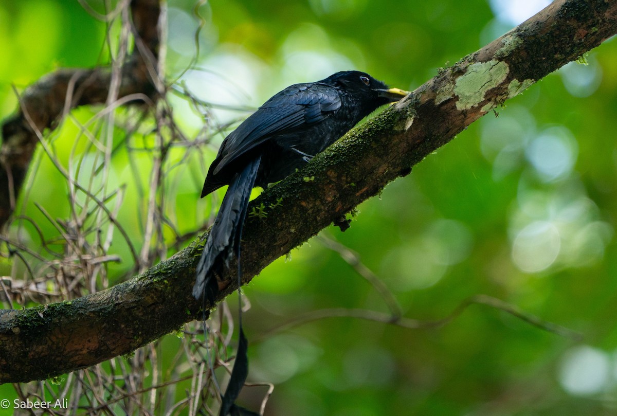 Greater Racket-tailed Drongo - ML625608454