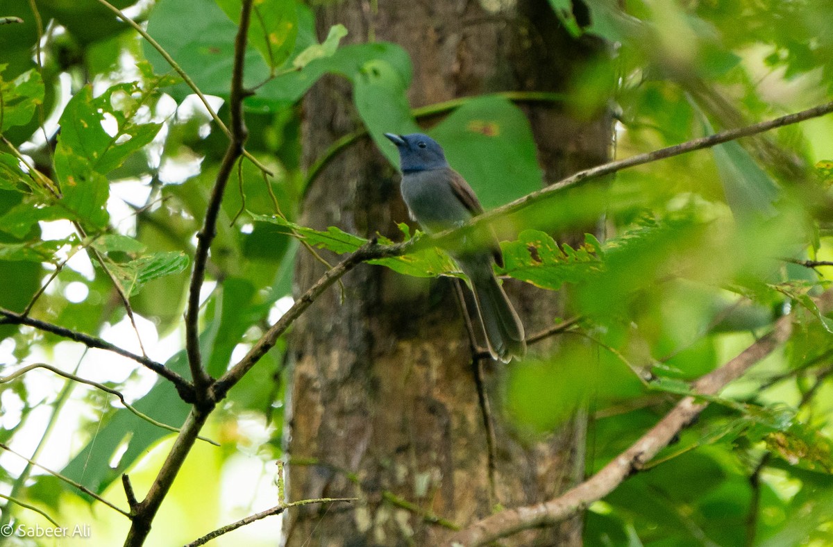 Black-naped Monarch - ML625608465