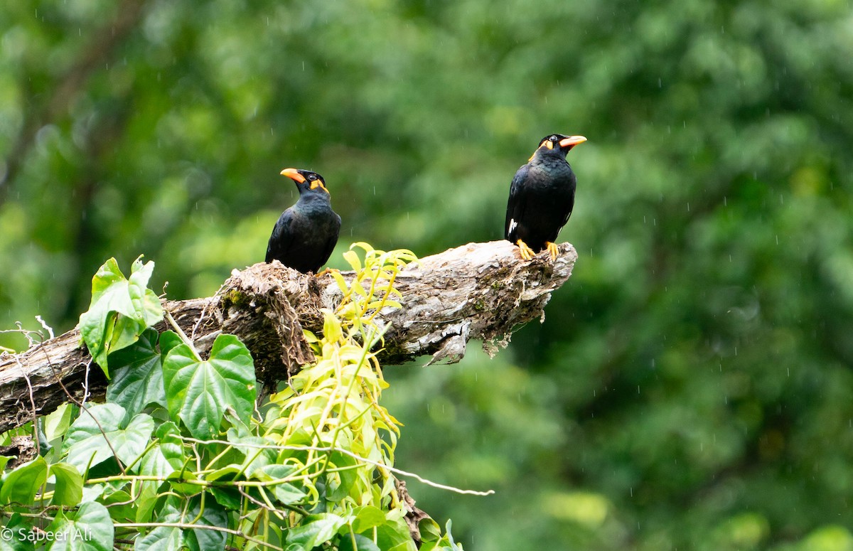 Common Hill Myna - ML625608475