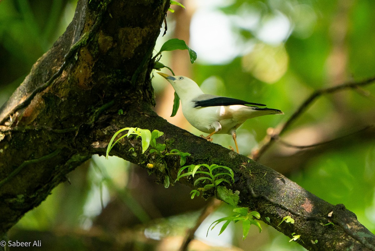 White-headed Starling - ML625608479