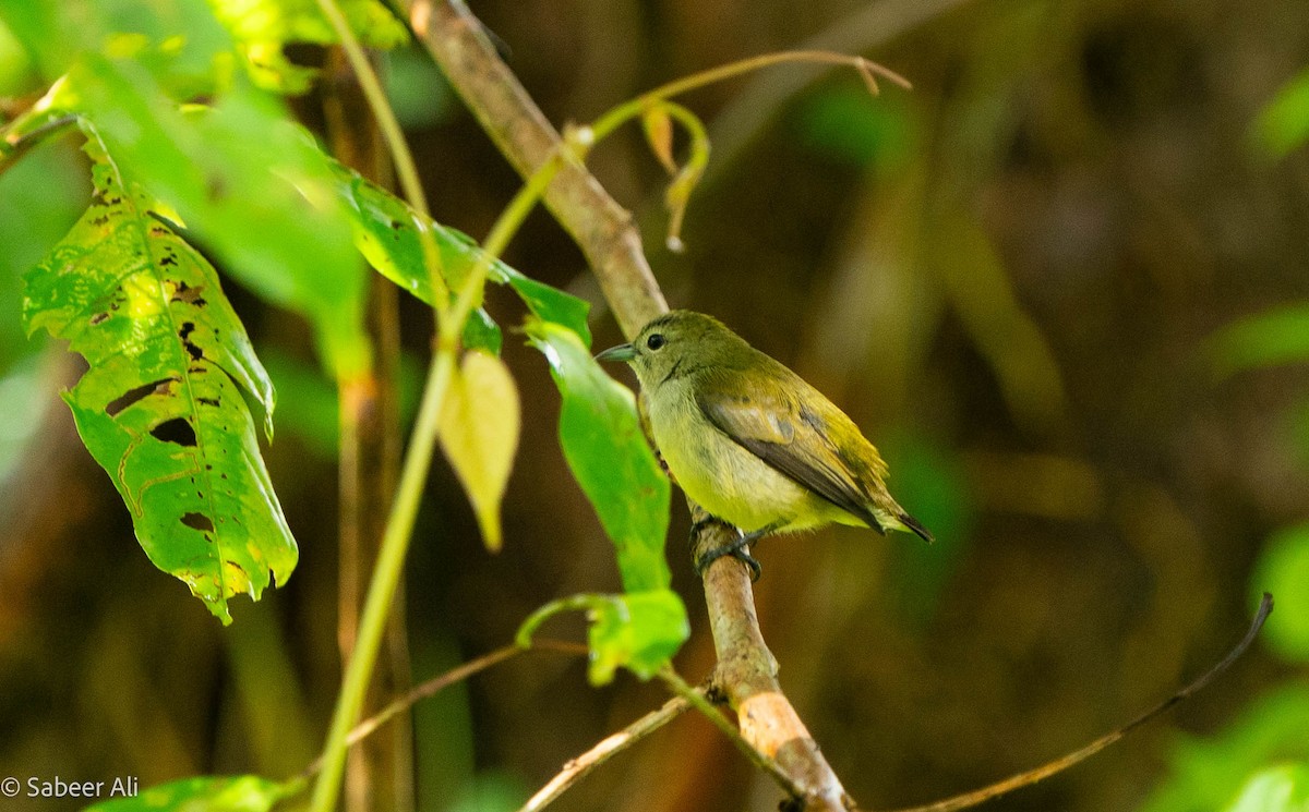 Andaman Flowerpecker - ML625608485