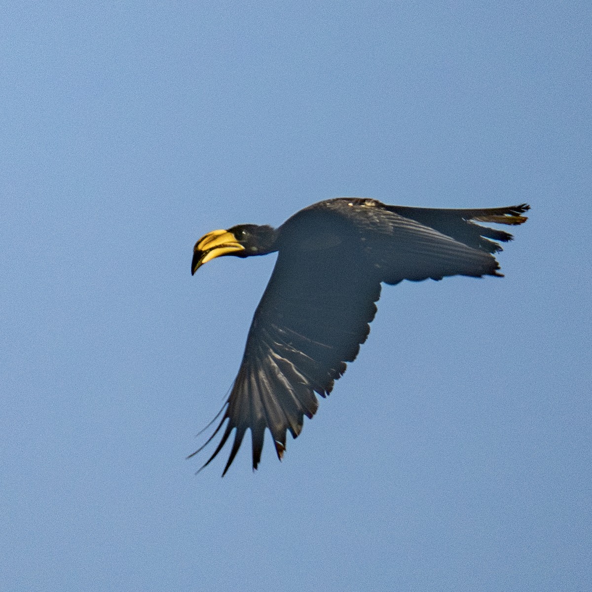 West African Pied Hornbill - ML625608577