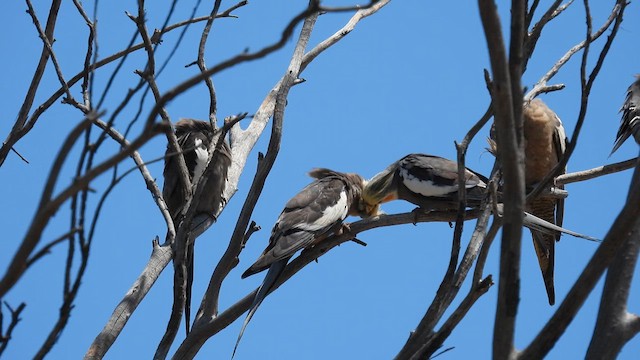 Cockatiel - ML625608585