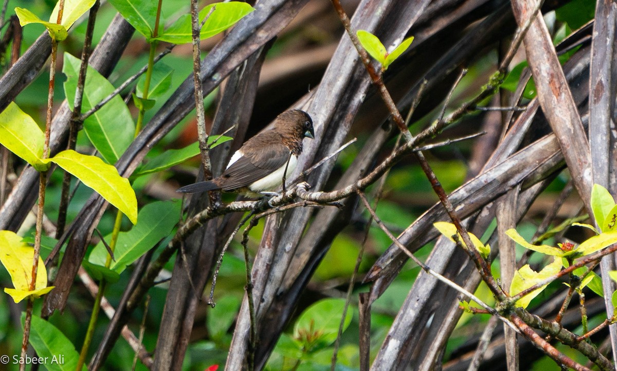 White-rumped Munia - ML625608589