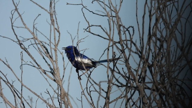 White-winged Fairywren (Blue-and-white) - ML625608679