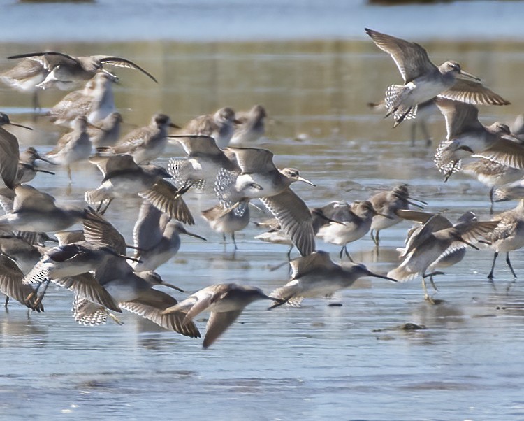 Short-billed Dowitcher - ML625608867