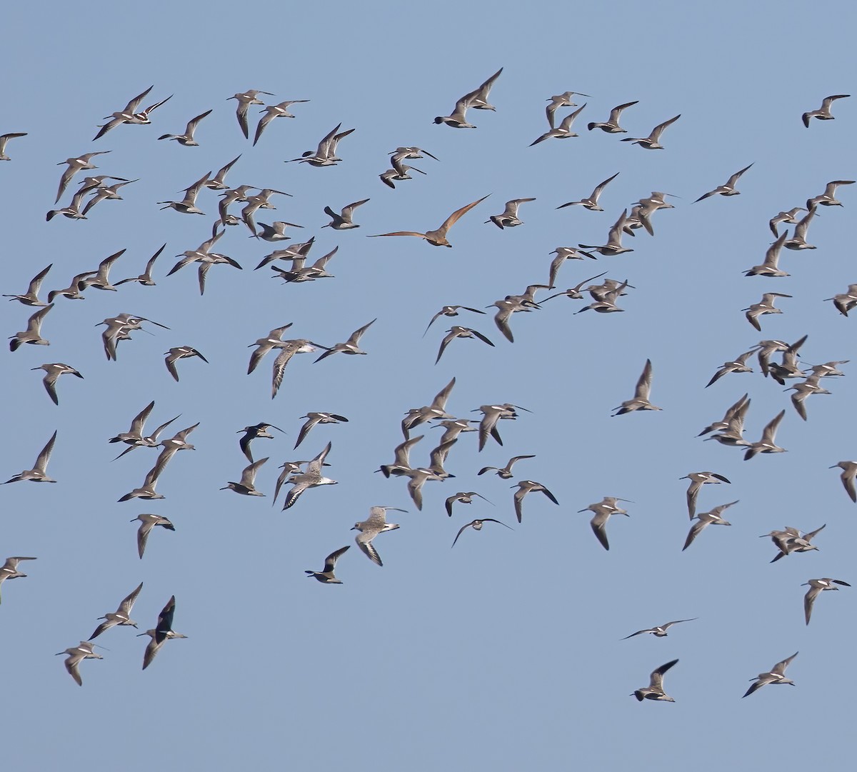 Short-billed Dowitcher - ML625608870