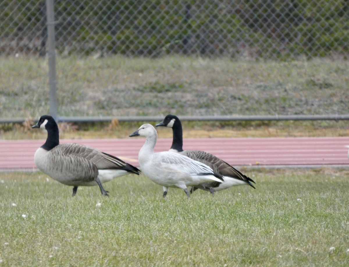 Oca delle nevi - ML625608904