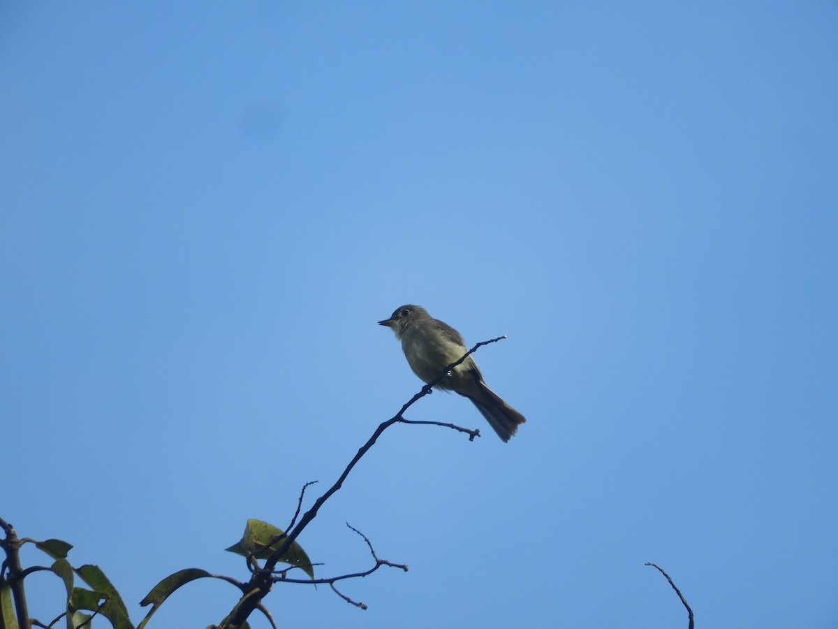 Western Wood-Pewee - Lisandro Moran