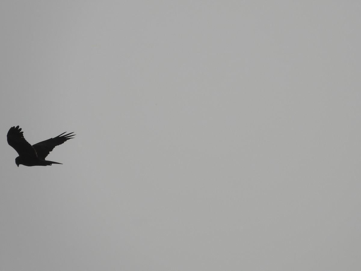 Western Marsh Harrier - biel miquel