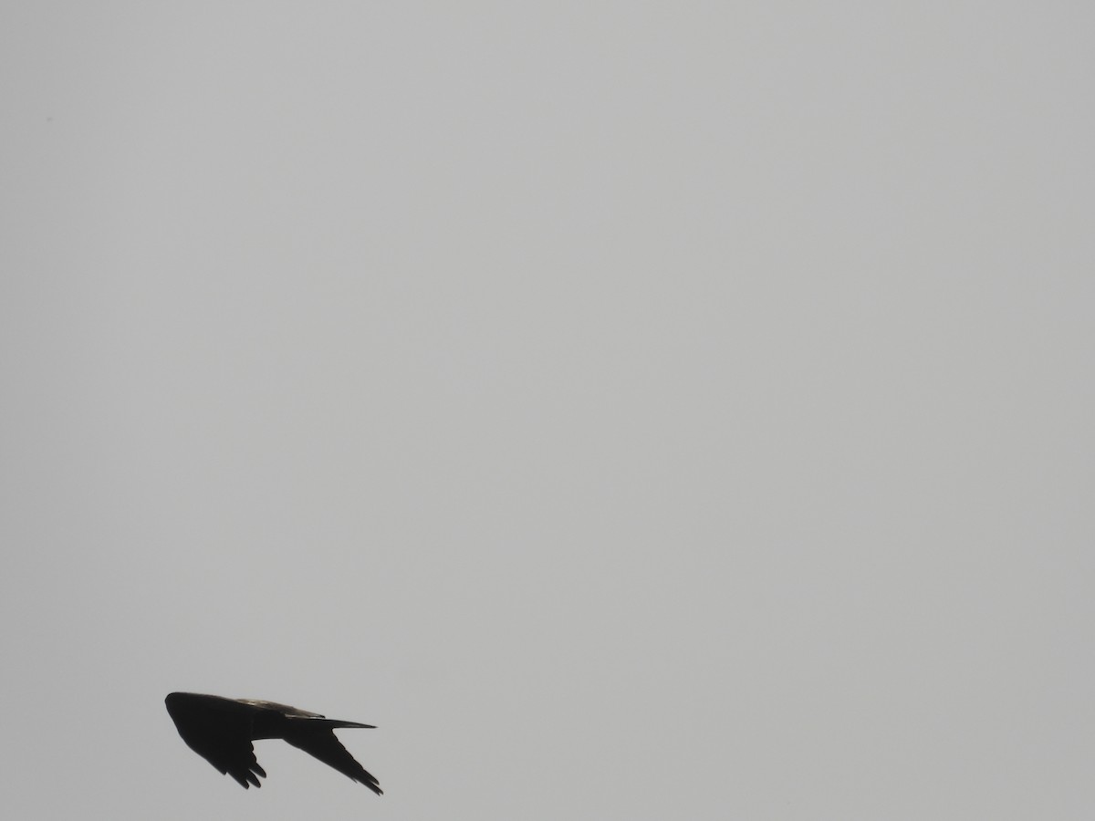 Western Marsh Harrier - biel miquel