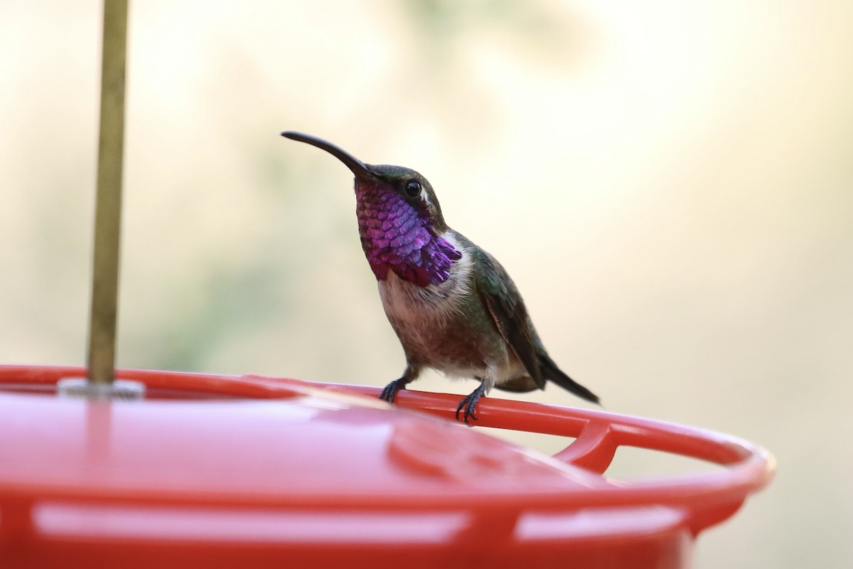 Lucifer Hummingbird - Susan Murphy