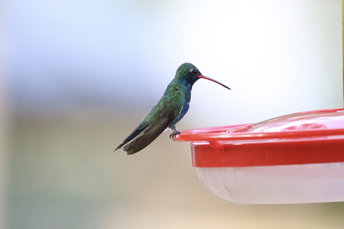 Broad-billed Hummingbird - Susan Murphy