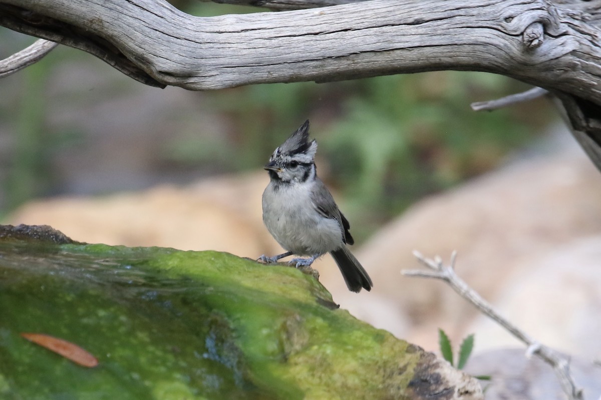 Bridled Titmouse - Susan Murphy