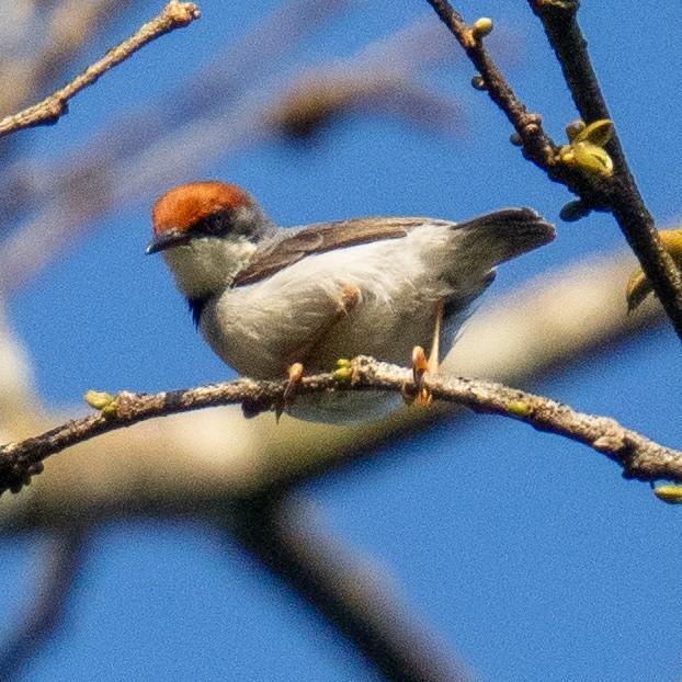 Rufous-crowned Eremomela - ML625609139