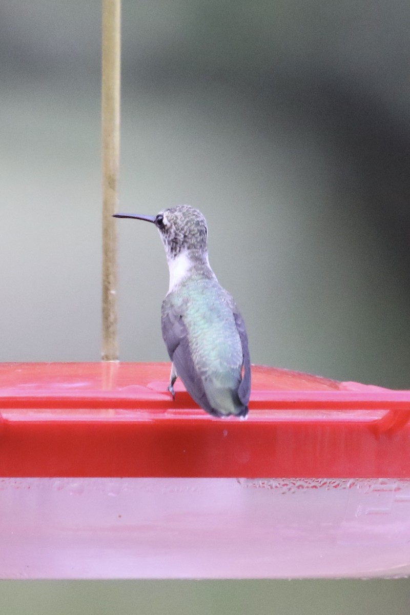 Black-chinned Hummingbird - Susan Murphy