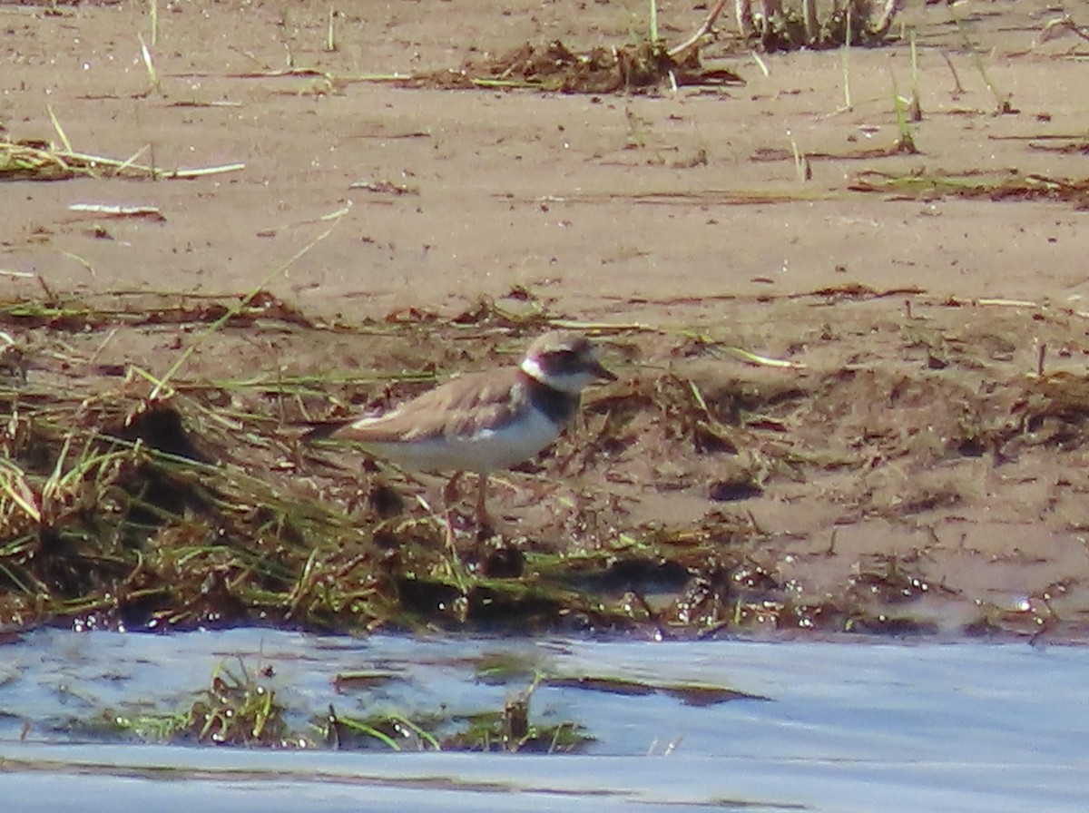 Common Ringed Plover - ML625609230