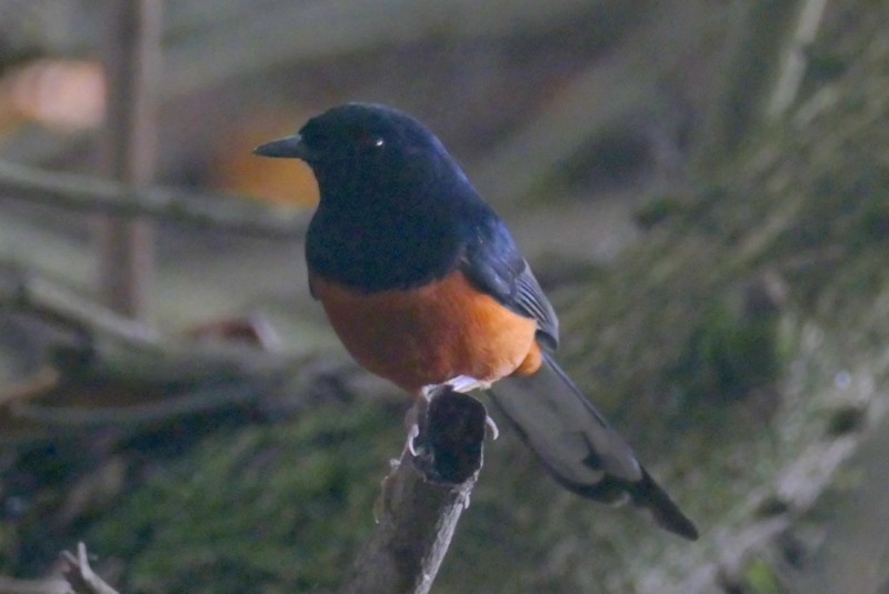 White-rumped Shama - ML625609268