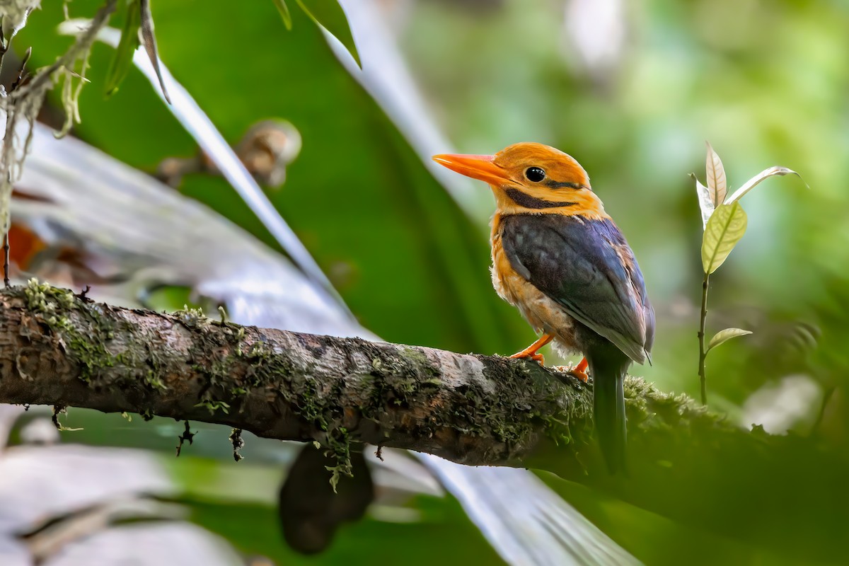 Moustached Kingfisher - ML625609271