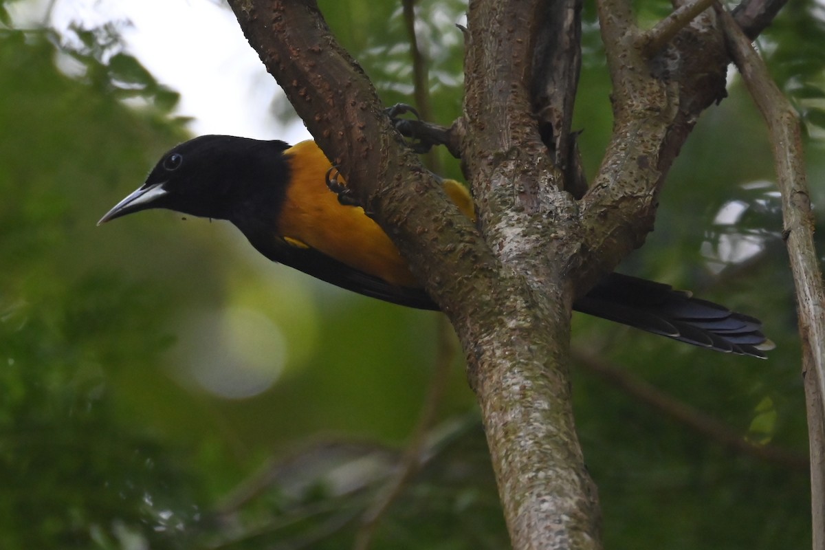 Montserrat Oriole - ML625609336