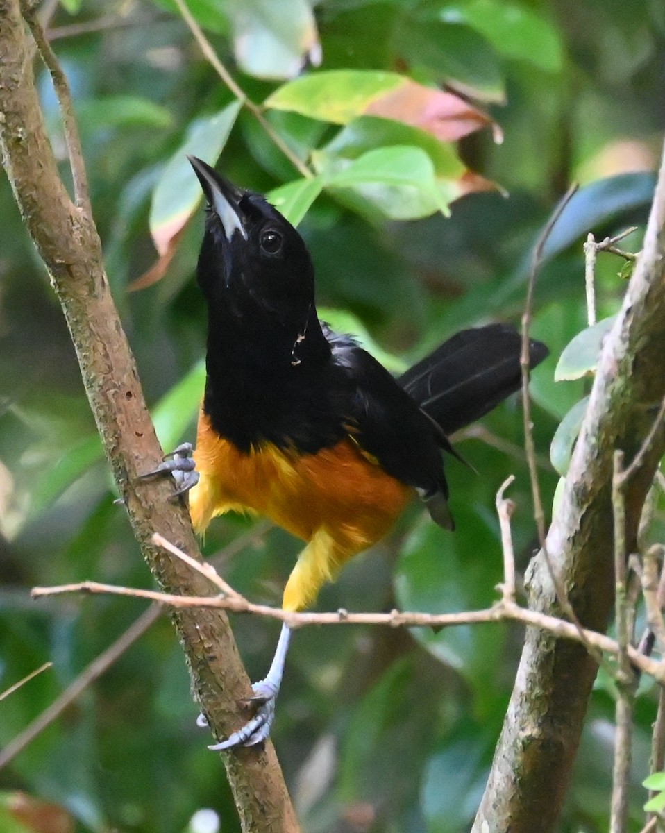 Montserrat Oriole - ML625609349