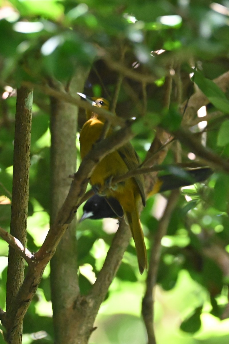 Montserrat Oriole - ML625609391