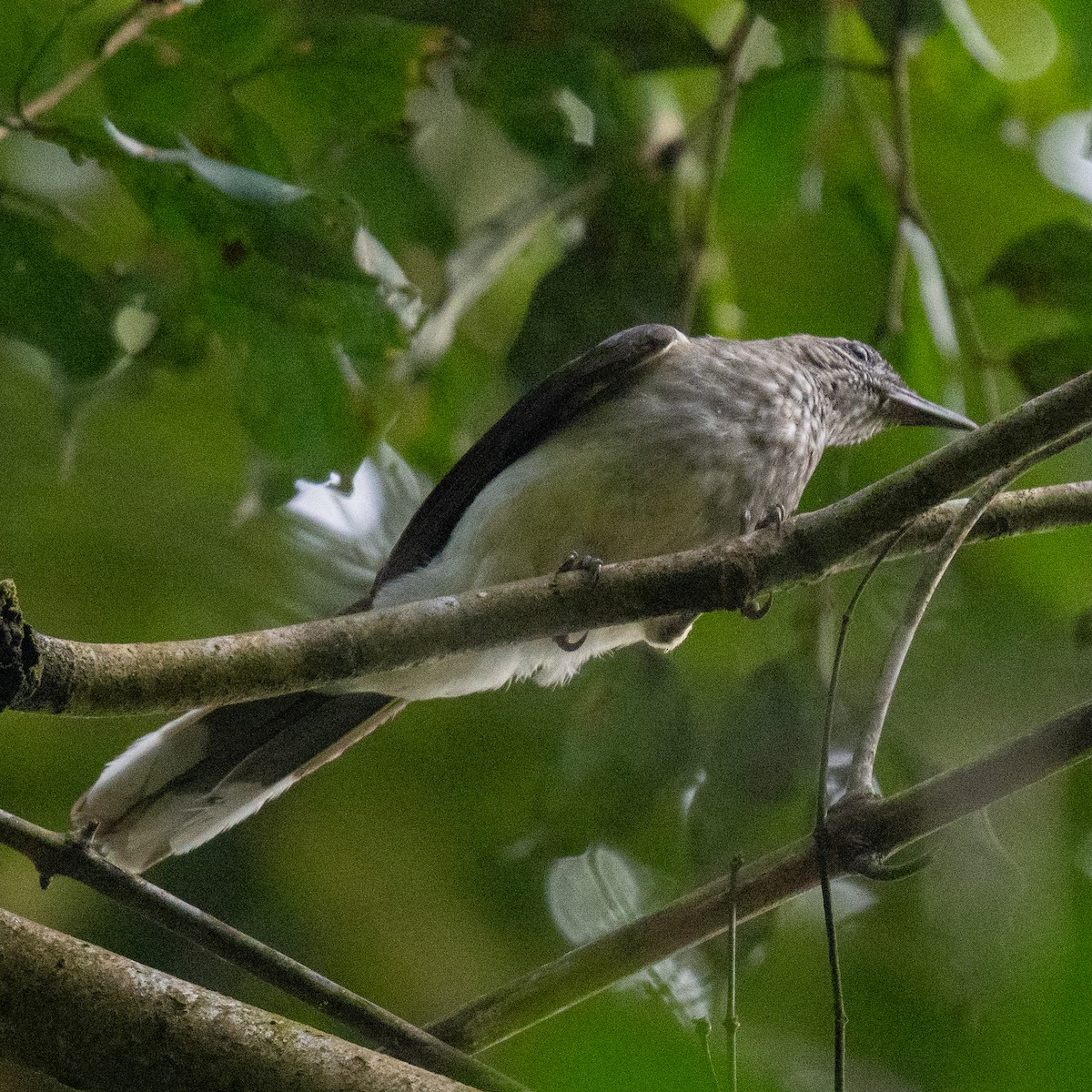 Swamp Greenbul - ML625609424