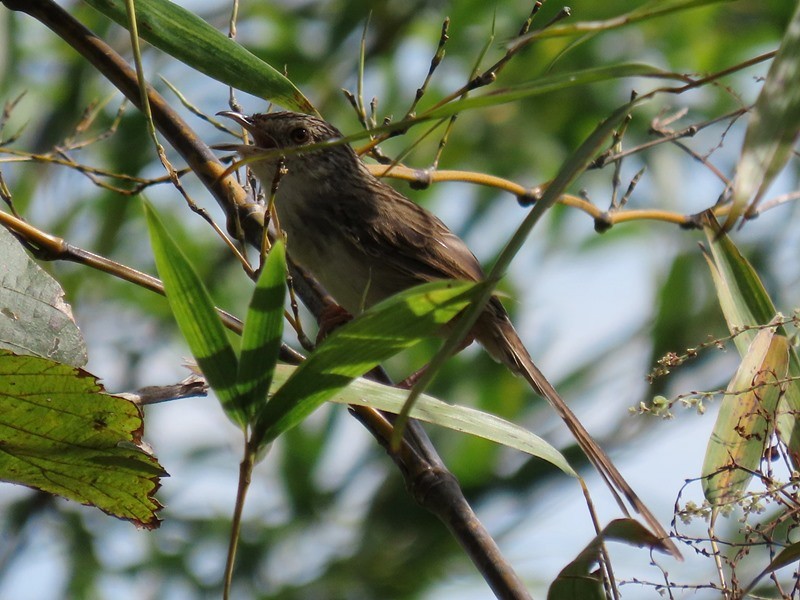 Striped Prinia - ML625609437