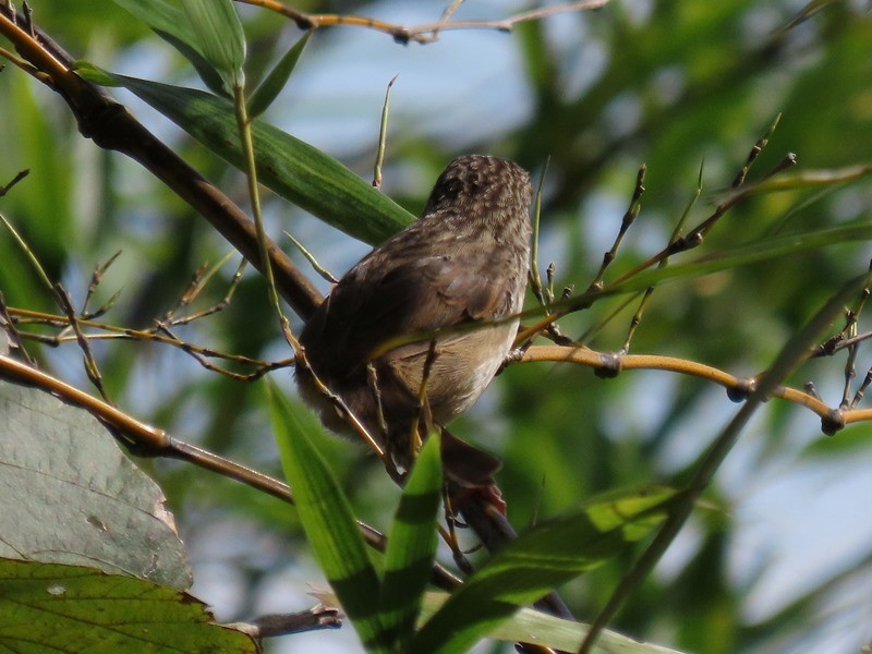 Striped Prinia - ML625609438