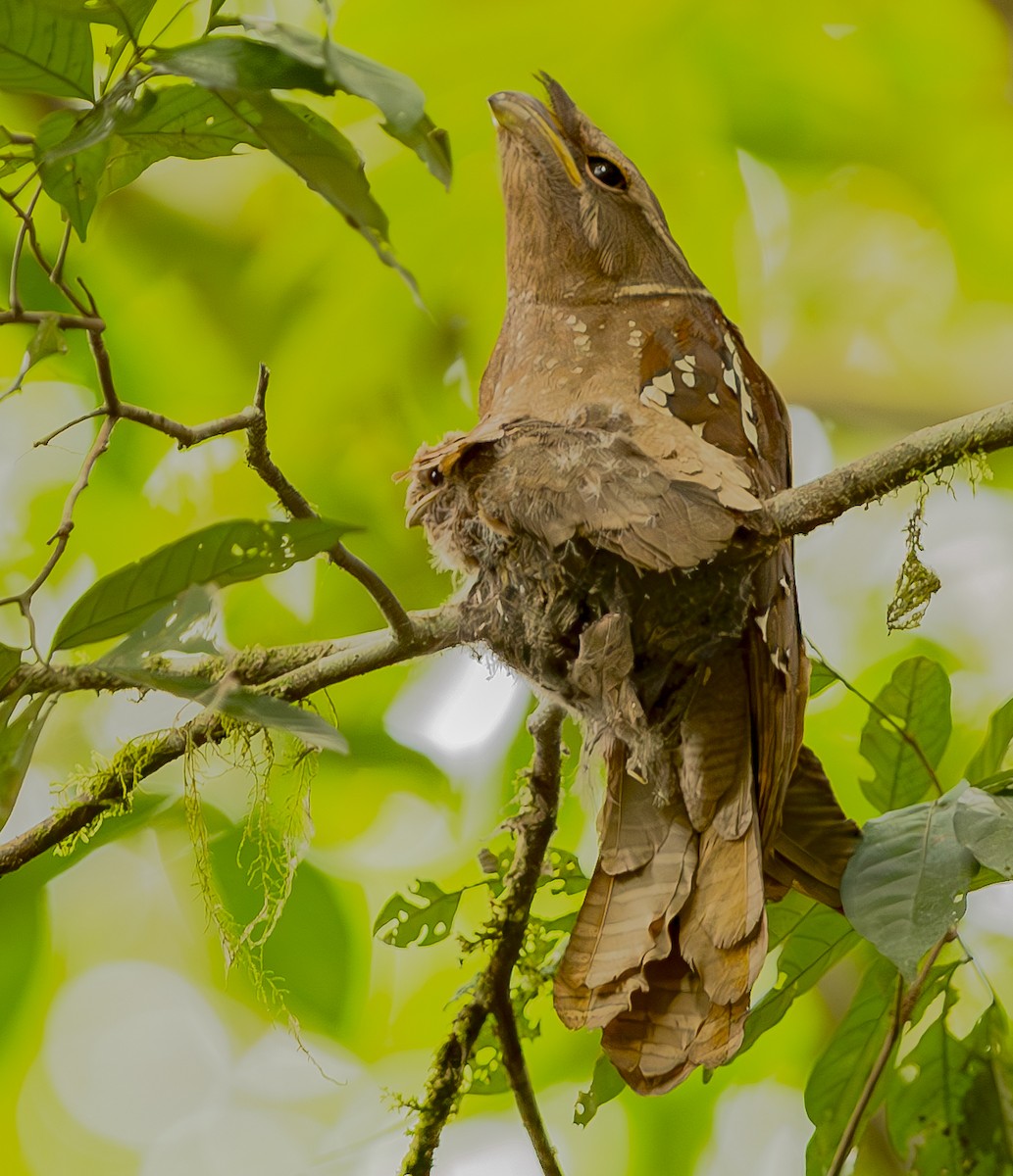 Large Frogmouth - ML625609448