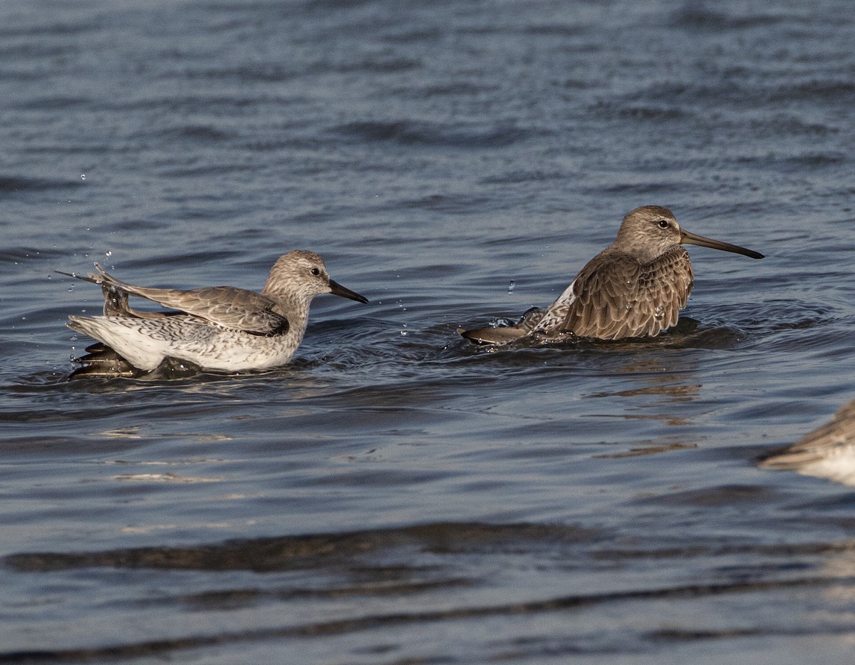 Short-billed Dowitcher - ML625609458