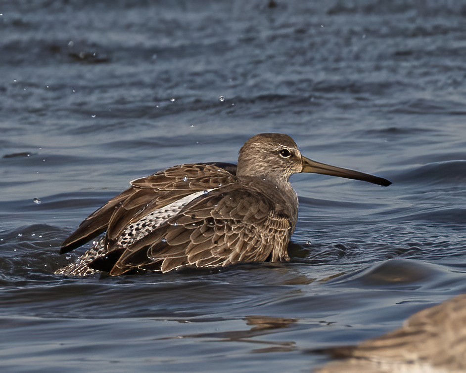 Short-billed Dowitcher - ML625609459