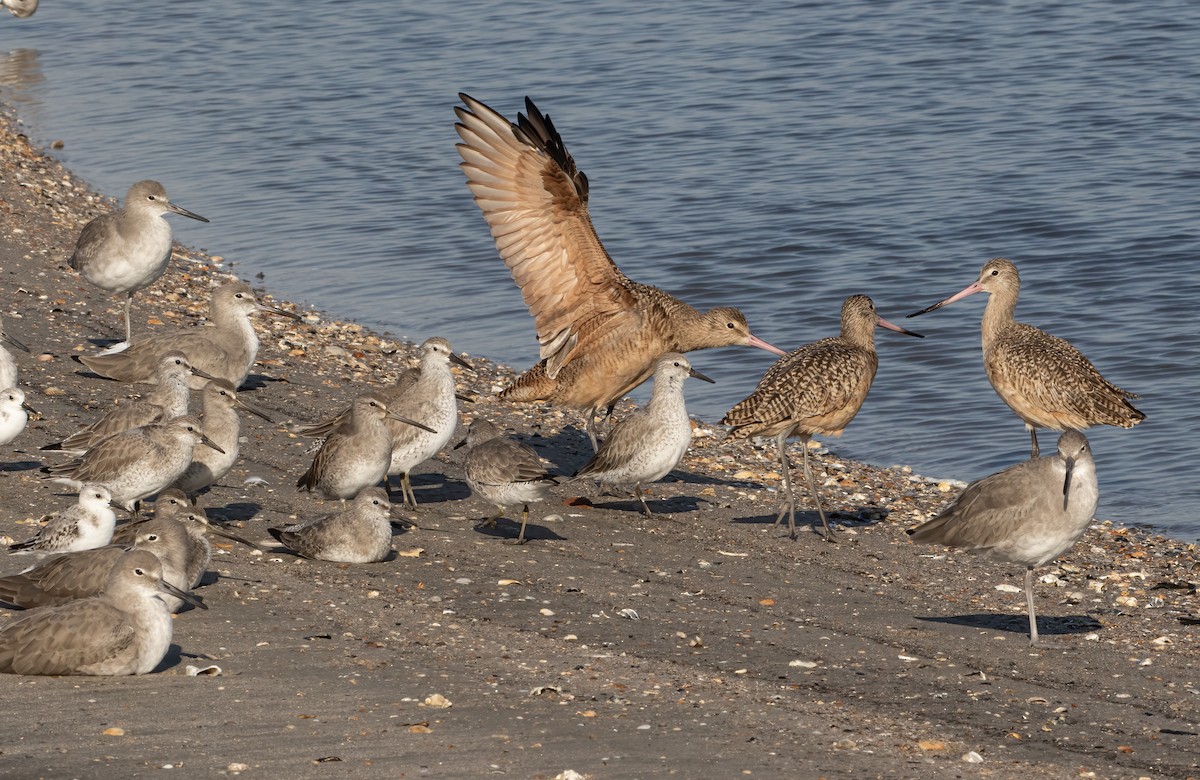 Short-billed Dowitcher - ML625609461