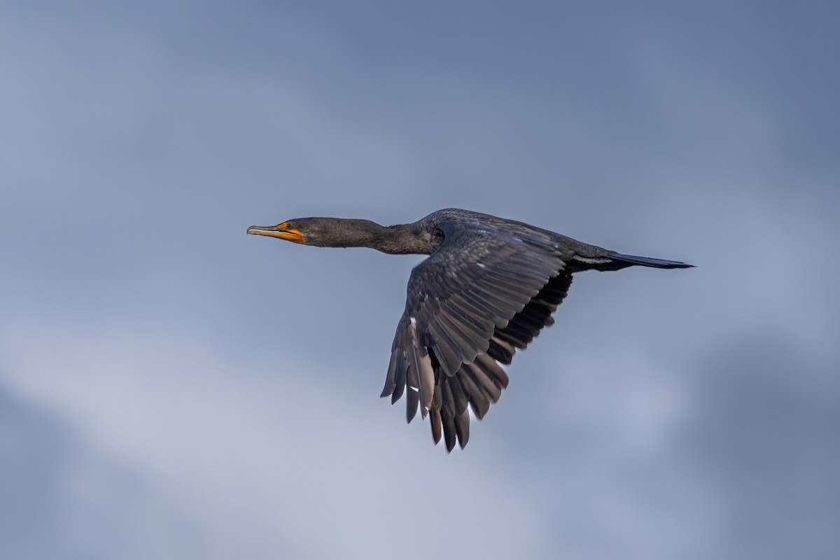 Double-crested Cormorant - ML625609475