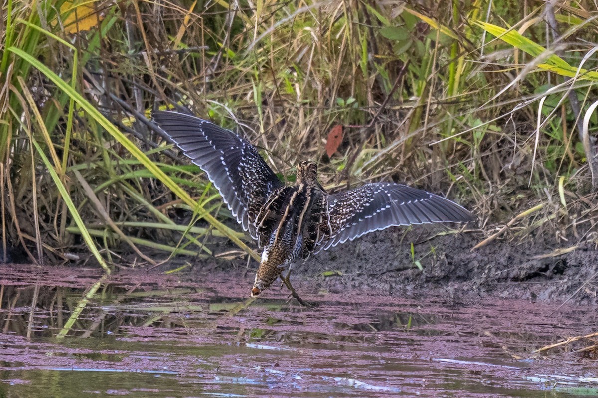 Wilson's Snipe - ML625609476