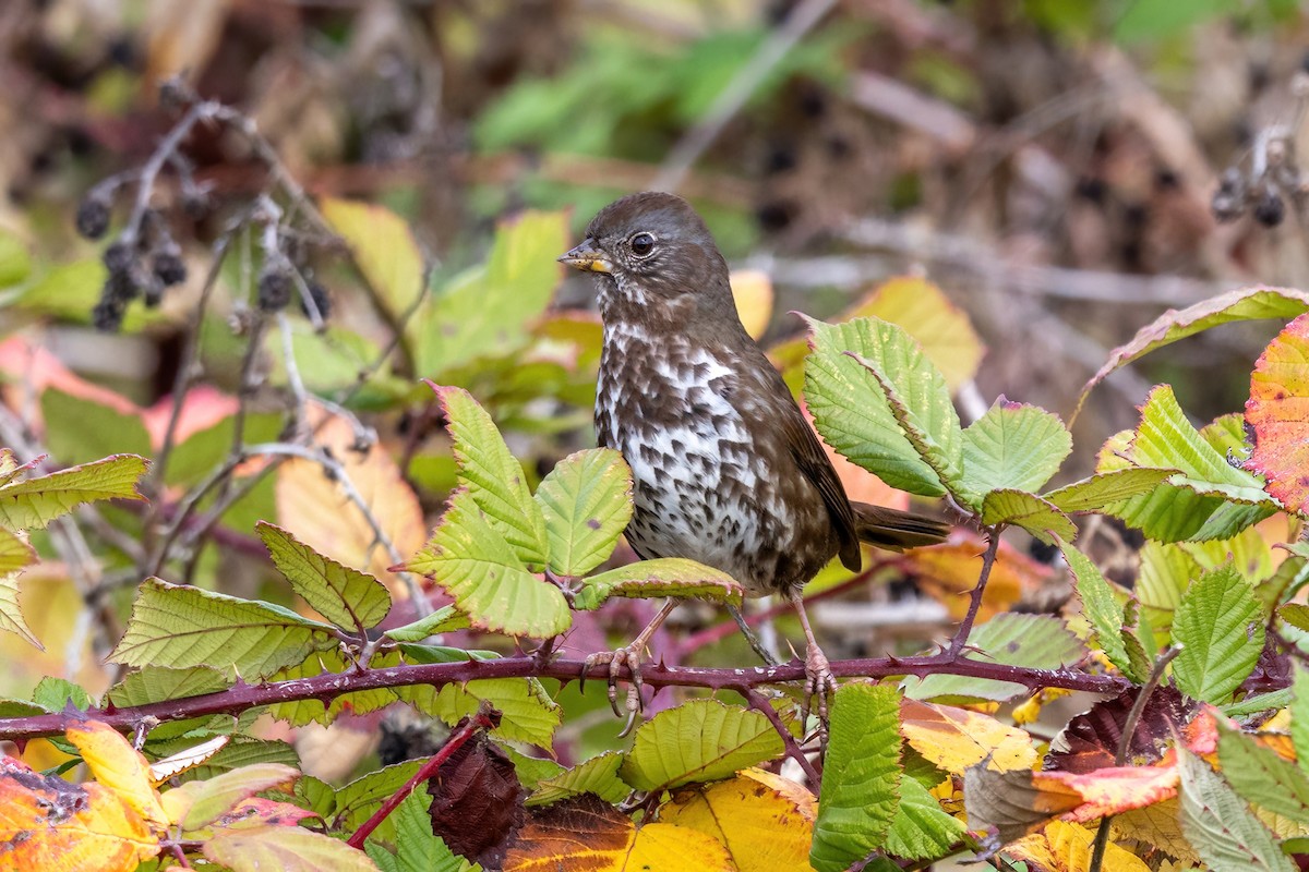 Fox Sparrow (Sooty) - ML625609517