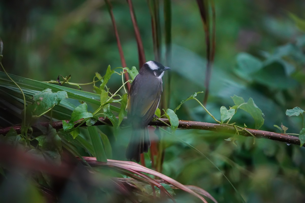 Light-vented Bulbul - ML625609664