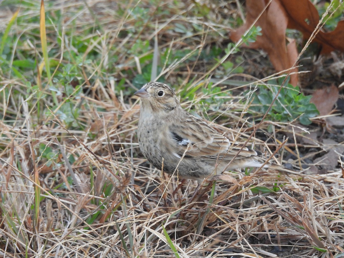 Chestnut-collared Longspur - ML625609724